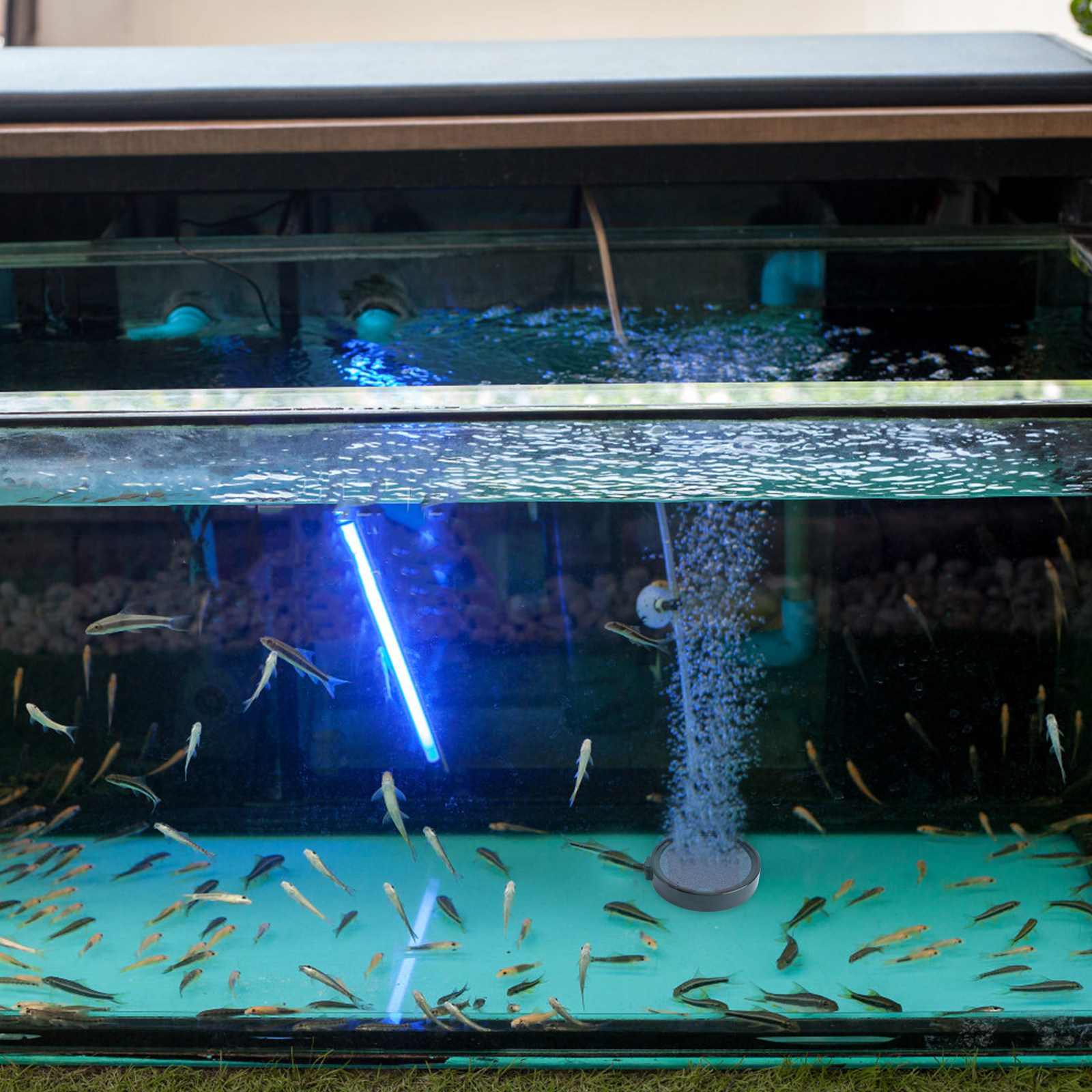 1Pcs Air Bubble Stone Aquarium - đánh giá và giá Aquarium Fish Discus