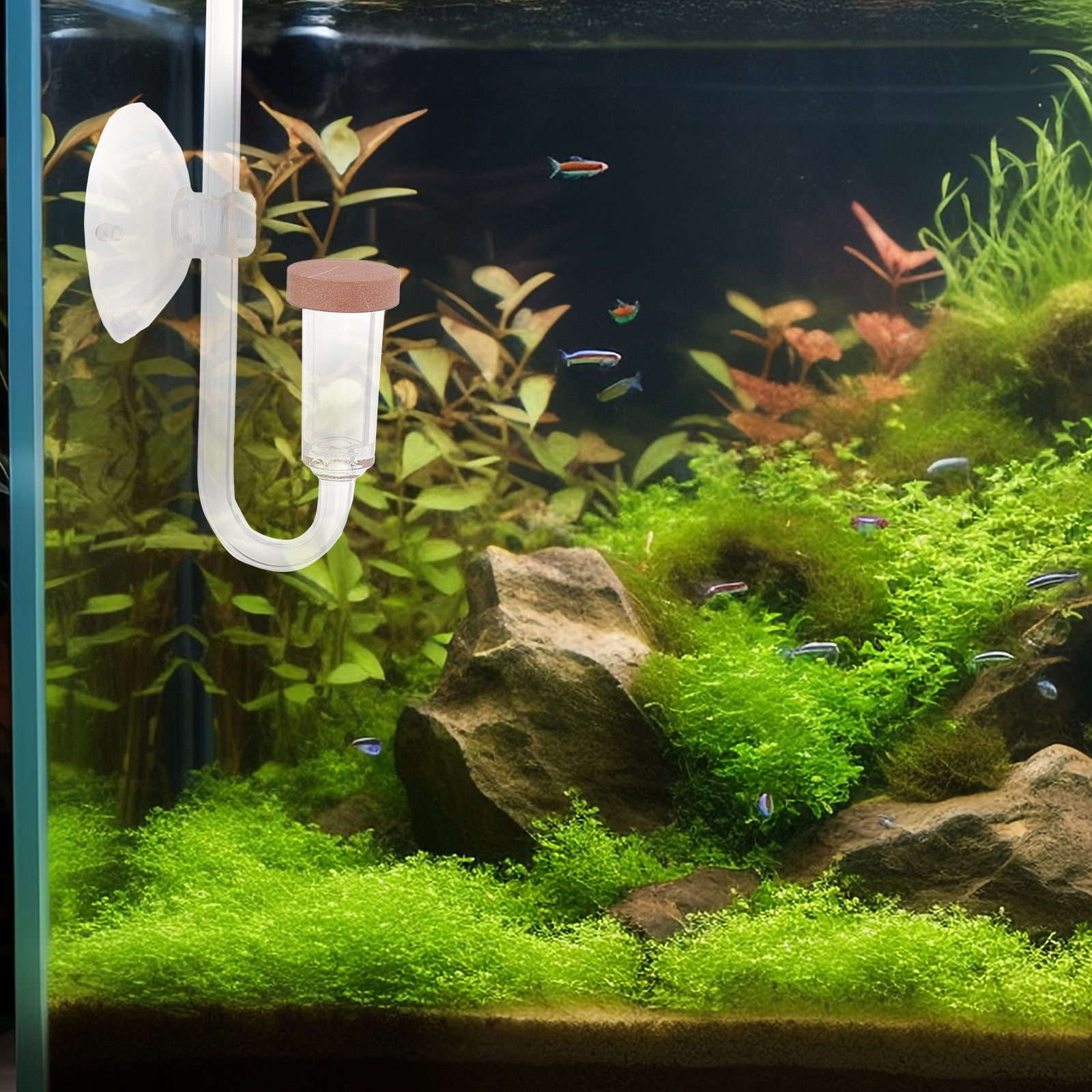 Co2 Diffuser for Aquarium Tran - đánh giá và giá Aquarium Fish Rate