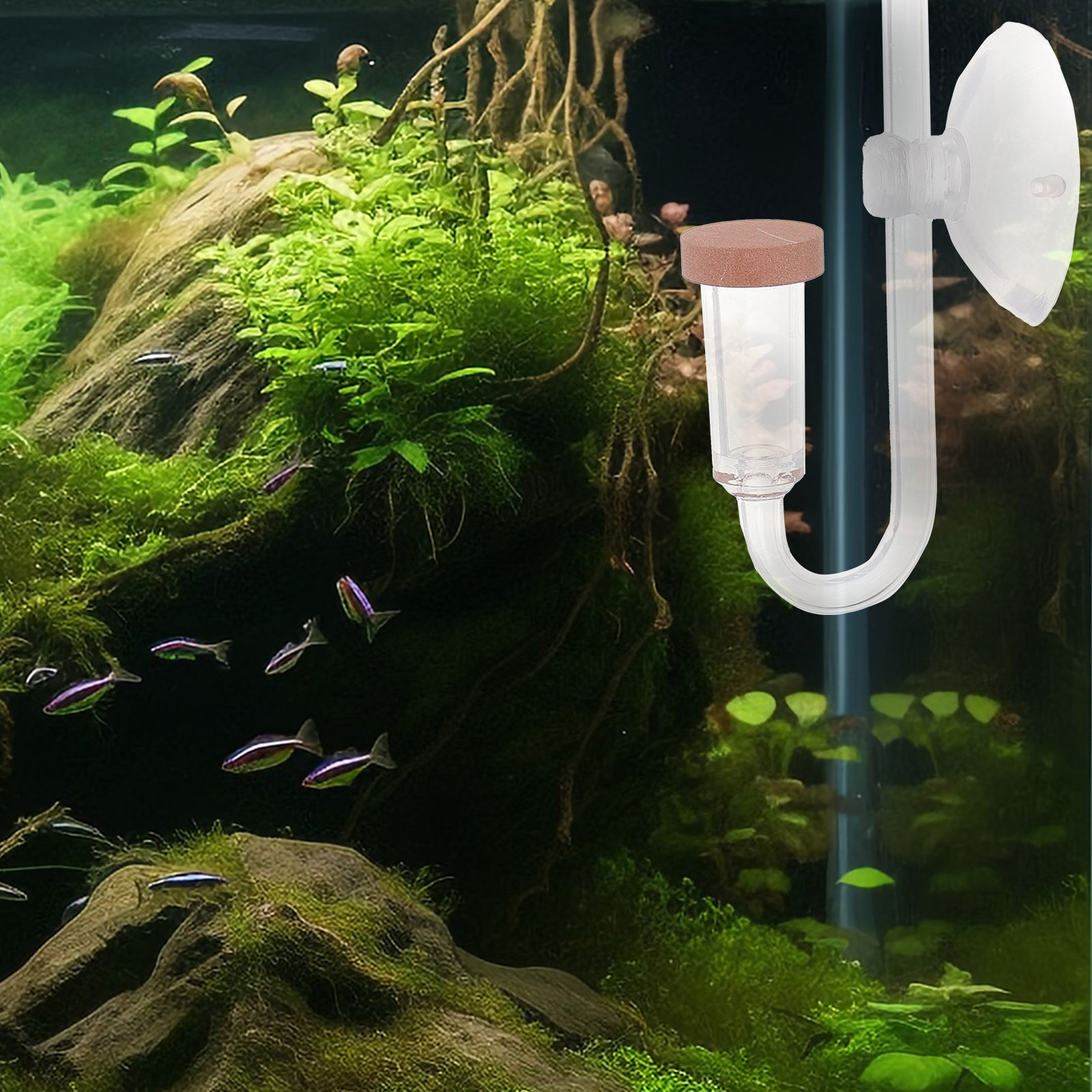 Co2 Diffuser for Aquarium Tran - đánh giá và giá Aquarium Fish Rate
