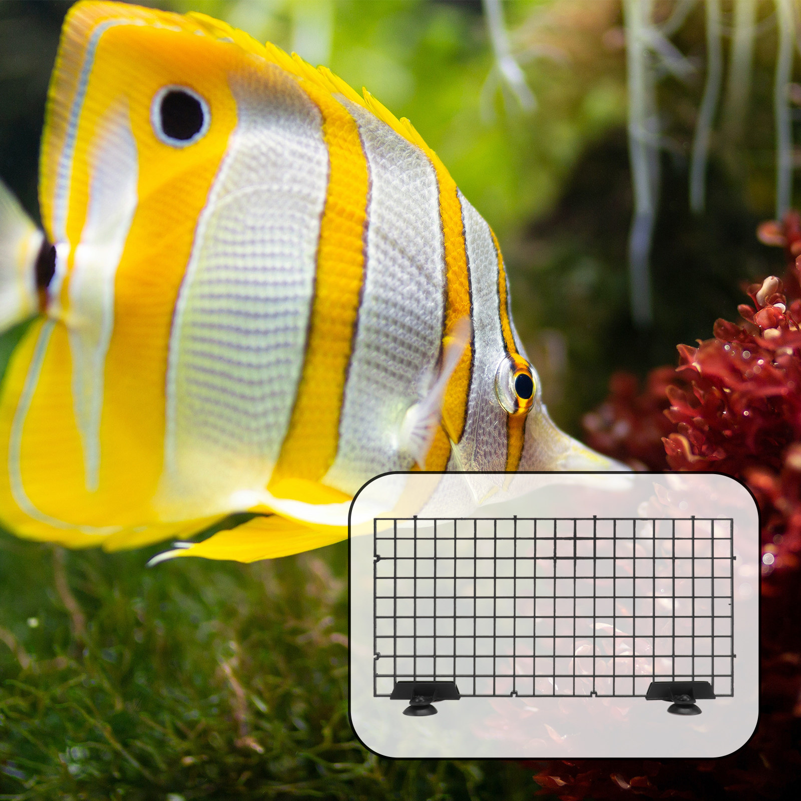 Fish Breeder Net Segregation B - đánh giá và giá Aquarium Fish Rate