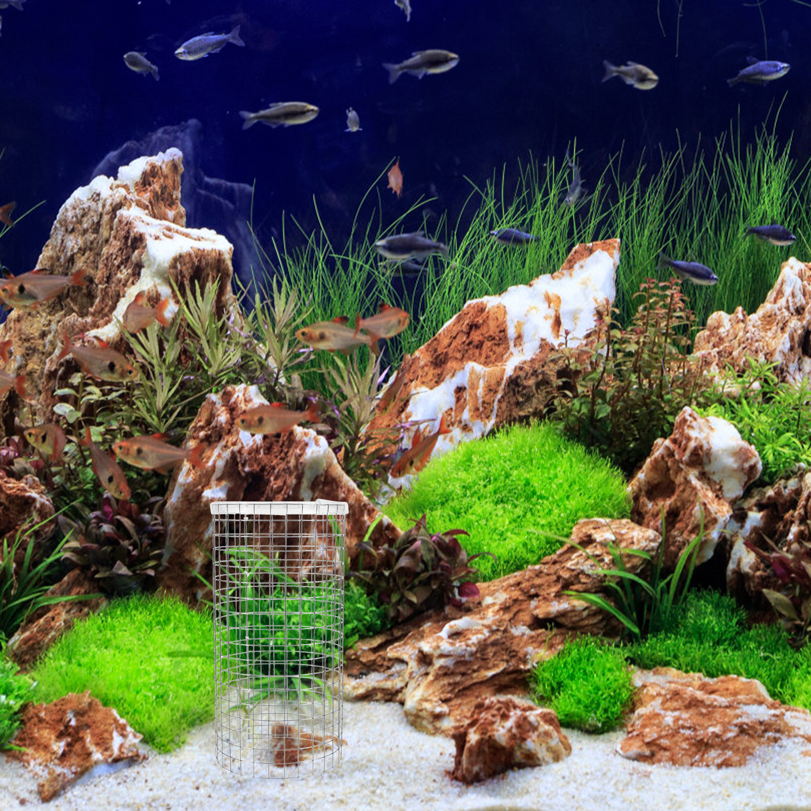Angelfish Spawning Cone Grid I - đánh giá và giá Aquarium Fish Discus