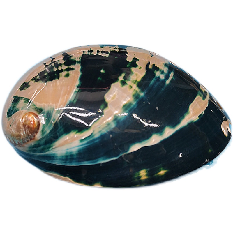 New Zealand Black Abalone,Natu - đánh giá và giá Aquarium Fish New Zealand