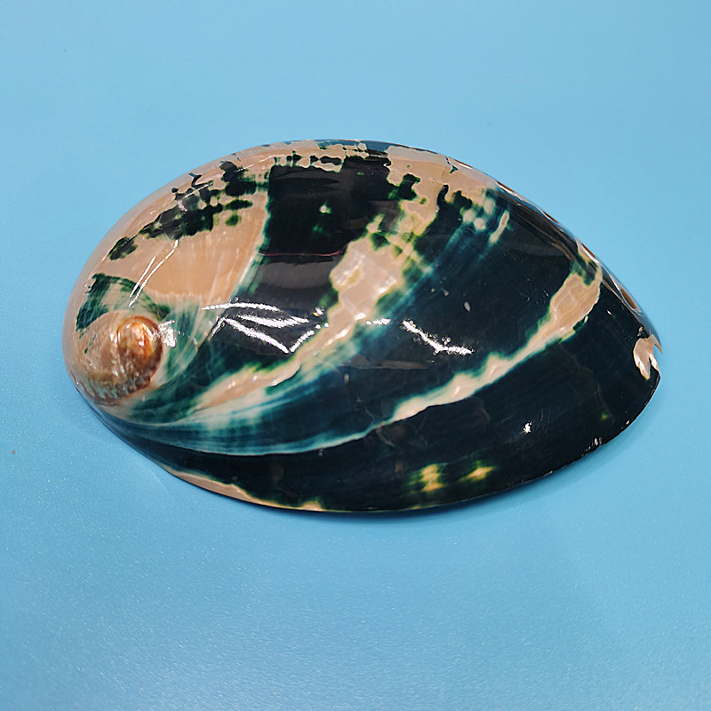 New Zealand Black Abalone,Natu - đánh giá và giá Aquarium Fish New Zealand