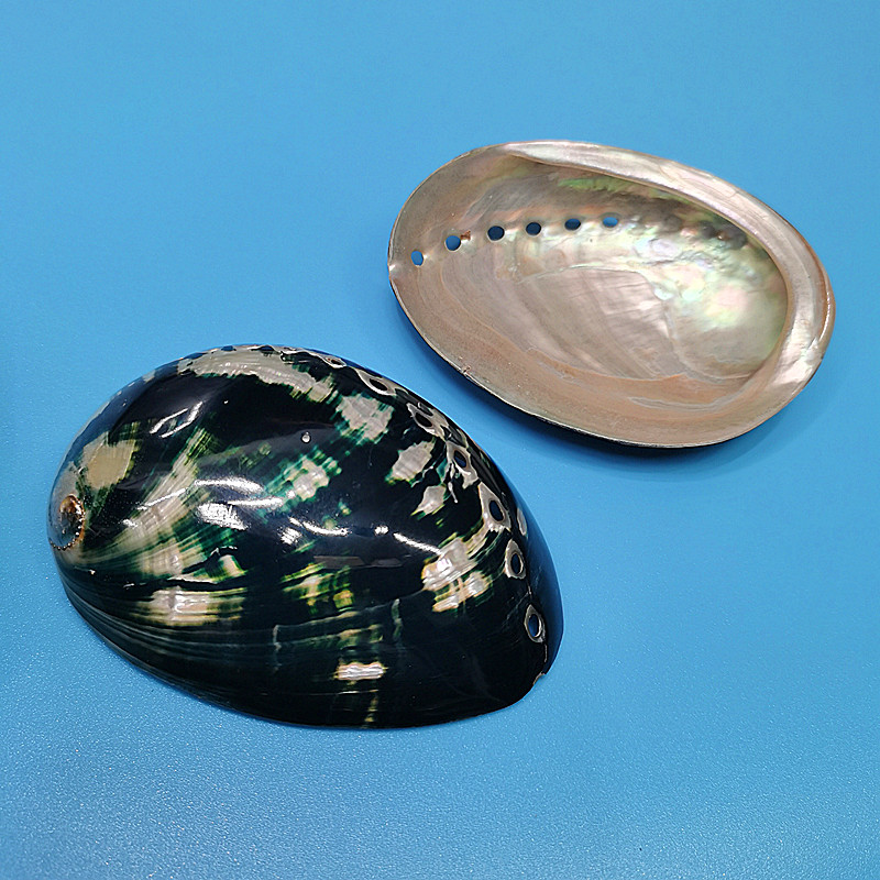 New Zealand Black Abalone,Natu - đánh giá và giá Aquarium Fish New Zealand