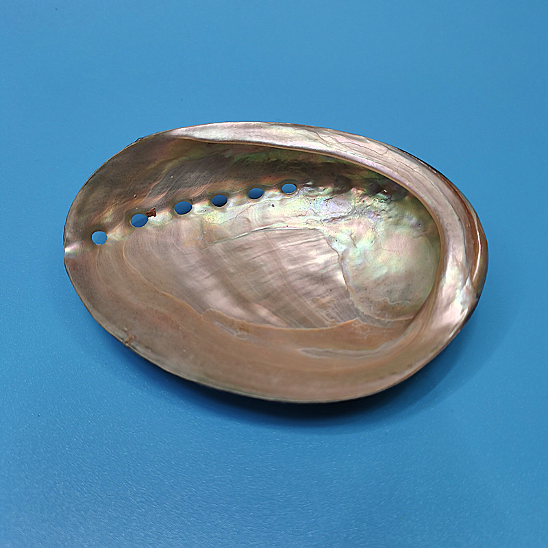 New Zealand Black Abalone,Natu - đánh giá và giá Aquarium Fish New Zealand