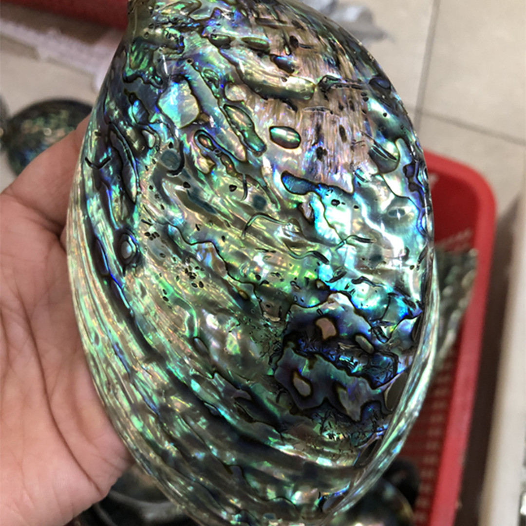 1 Pc New Zealand Natural Polis - đánh giá và giá Aquarium Fish New Zealand