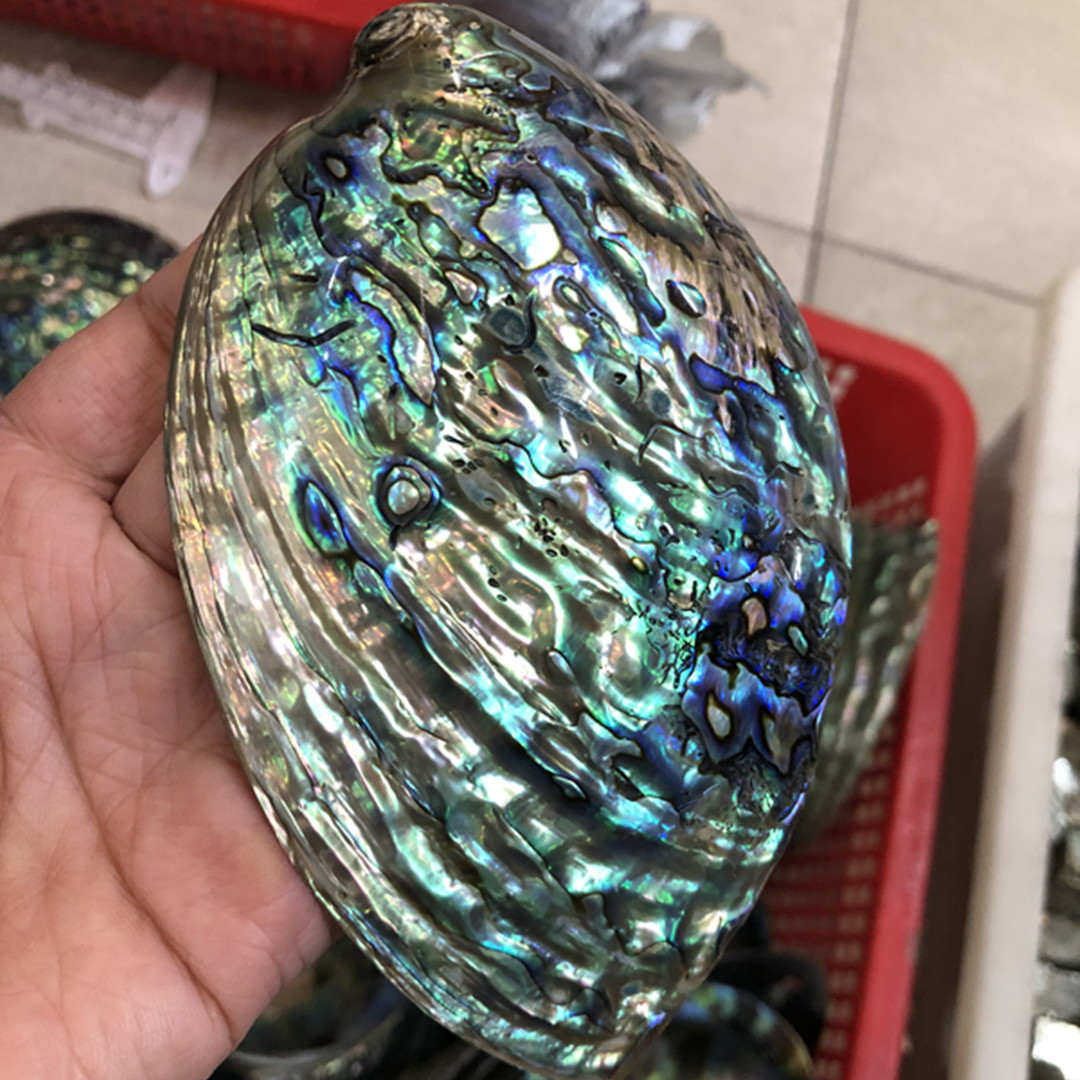 1 Pc New Zealand Natural Polis - đánh giá và giá Aquarium Fish New Zealand