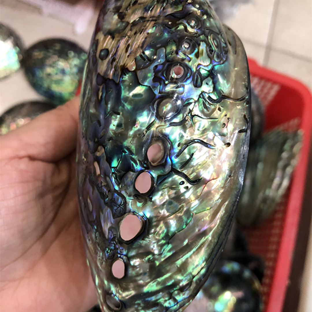 1 Pc New Zealand Natural Polis - đánh giá và giá Aquarium Fish New Zealand