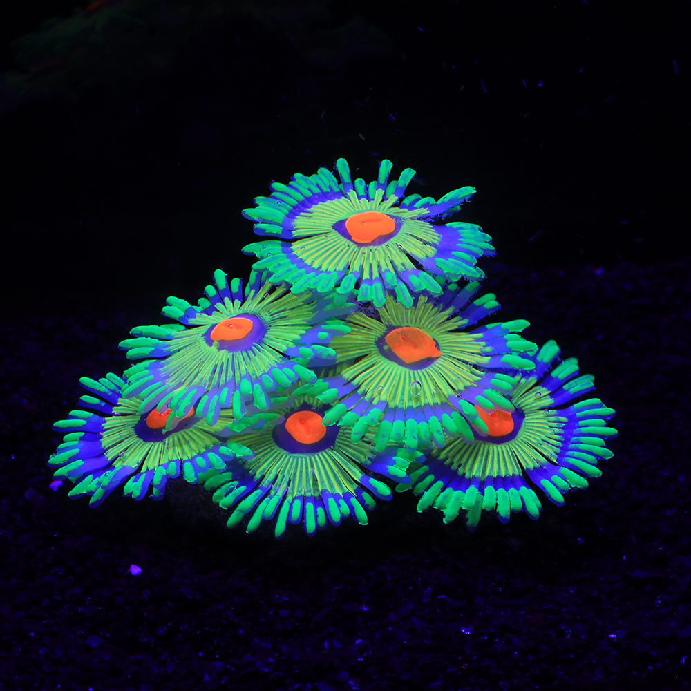 Silicone Simulated Sea Anemone - đánh giá và giá Aquarium Fish World