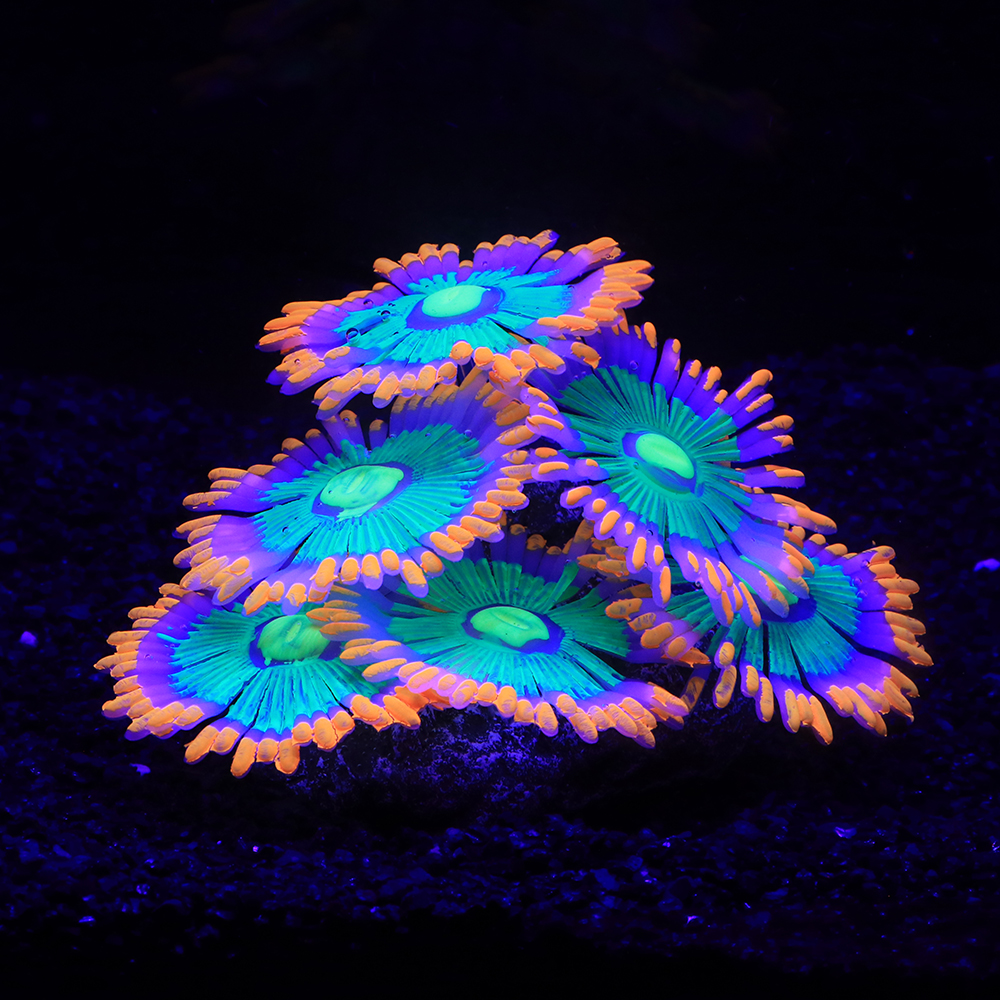 Silicone Simulated Sea Anemone - đánh giá và giá Aquarium Fish World