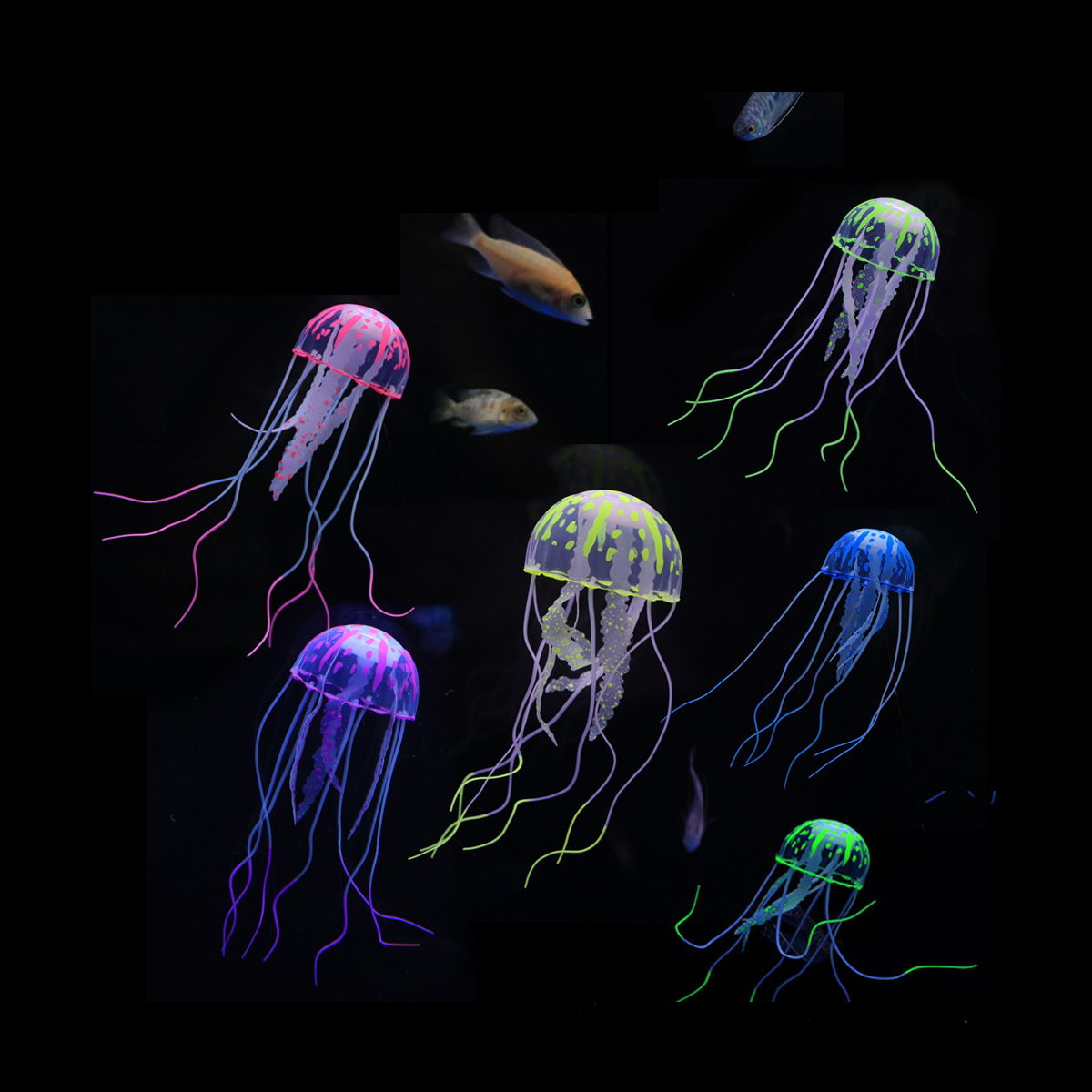 1 Pc Coral Moon Jellyfish Aqua - đánh giá và giá Aquarium Fish Discus